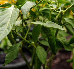 Green Pepper With Green Leaves