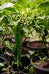 Obraz premium green grasshopper on a leaf