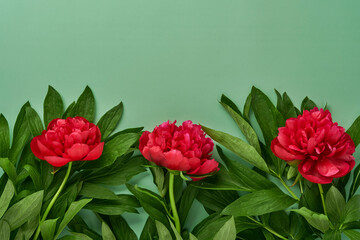 Beautiful red peony flowers bouquet over green background, top view, copy space, flat-lay. Valentines day, mothers day background.