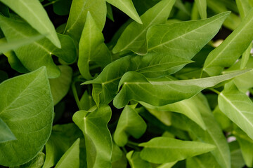 Fototapeta premium green leaves background