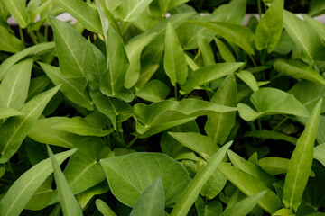 green leaves of a plant