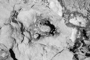the sea coast in the form of bottom sediments flooded with seawater with the formation of salt...