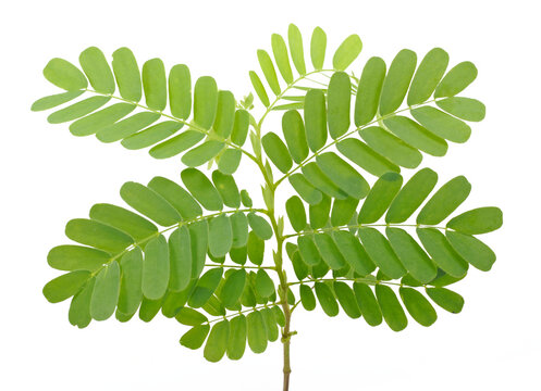 tamarind leaf isolated on white background