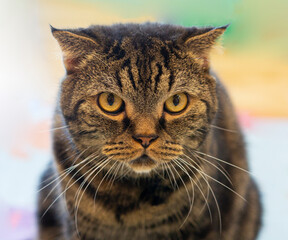 Take a close-up shot of a cute furry cat's face.