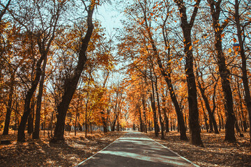 Asphalt path through the autumn city Park among the trees