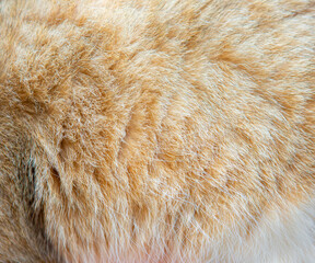 Soft cat fur close up in the background