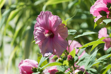 hardy hibiscus mallow
