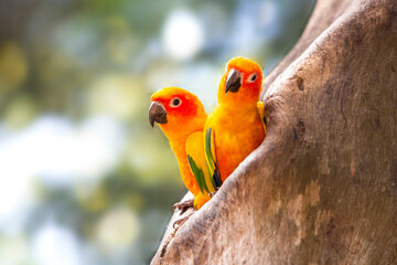 Two sun conures in a nest in a hollow tree