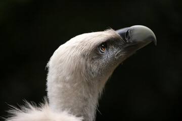 close up view of griffon vulture (Gyps fulvus)