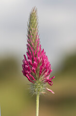 Flower of a Purple Clover