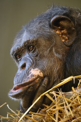 chimpanzee ( Pan troglodytes) close up portrait