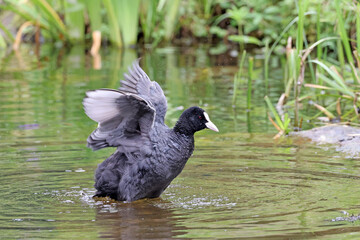 Eurasian coot (Fulica atra), also known as the common coot, or Australian coot