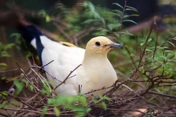 White pigeon on a wooden doorbell in the zoo