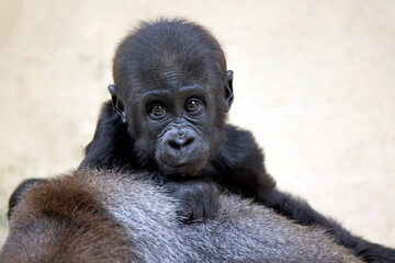 close up of a Western Lowland gorilla baby © Edwin Butter