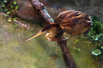 Birds catching fish from the staff at the museum
