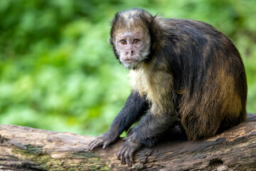golden-bellied capuchin (Sapajus xanthosternos)