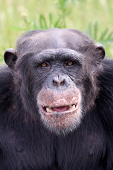 front view of chimpanzee (Pan troglodytes)