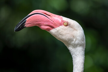 close up view of greater flamingo (Phoenicopterus roseus)