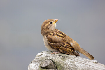 close up view of a female house sparrow (Passer domesticus)