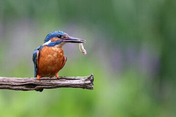 Common kingfisher (Alcedo atthis) bird