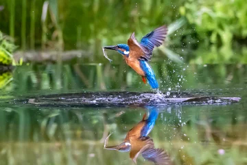  Common kingfisher (Alcedo atthis) bird © Edwin Butter