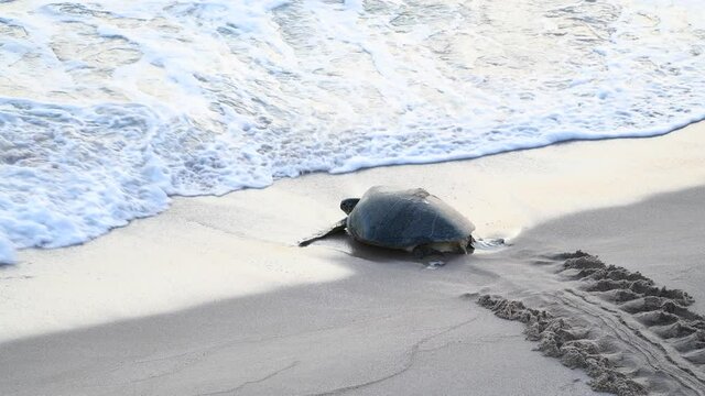 Giant turtle going to the sea after nesting. Ras Al Jinz Turtle reserve at Oman 