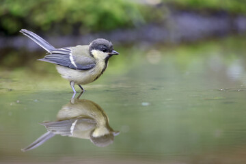 great tit in the water (parus major)