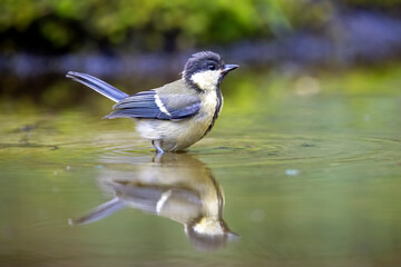 great tit (Parus major) bird