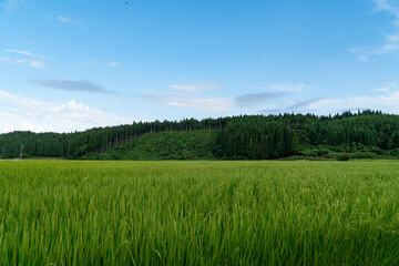 夏の空と稲穂