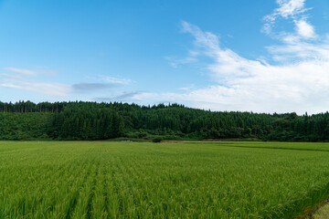 夏の空と水田
