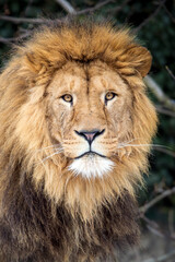 Naklejka na ściany i meble A male Lion (Panthera Leo)
