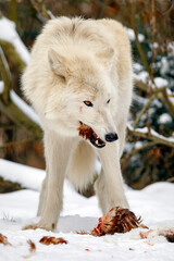Obraz premium white Hudson Bay wolf (Canis lupus hudsonicus) in the snow