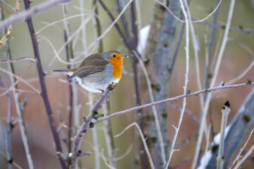 Robin bird (Erithacus rubecula) on a branch