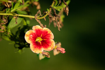 yellow and red flower with green blurred background and negative space