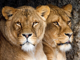 close up of two lioness sisters (panthera leo)