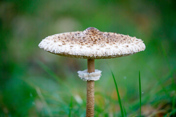 Macrolepiota procera, parasol mushroom, close up view