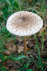 Macrolepiota procera, parasol mushroom, close up view