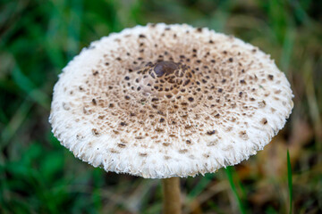 Macrolepiota procera, parasol mushroom, close up view