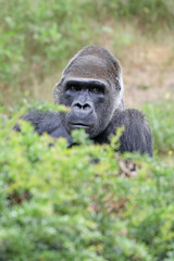 a closeup shot of a Western Lowland gorilla
