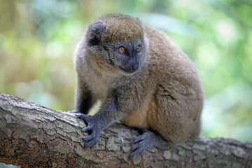 Lac Alaotra bamboo lemur (Hapalemur alaotrensis)