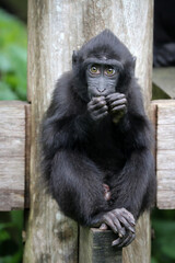 Obraz premium Crested Macaque baby (Macaca Nigra)