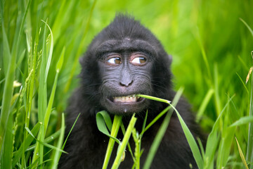 Crested Macaque baby (Macaca Nigra)