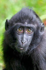 Crested Macaque baby (Macaca Nigra)