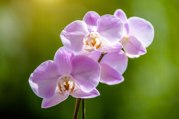 Obraz na płótnie Canvas Purple Orchid branch on green natural background 