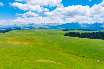Aerial View of mountain and green forest with grass in Kalajun grassland,Xinjiang,China.