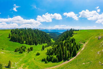Naklejka premium Aerial View of mountain and green forest with grass in Kalajun grassland,Xinjiang,China.