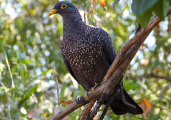 Portrait of the large African olive pigeon