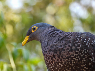 Portrait of the large African olive pigeon