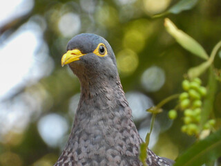 Portrait of the large African olive pigeon