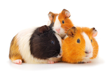 Family guinea pigs isolated.